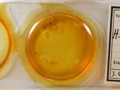 slide view of adult Phthonandria atrilineata