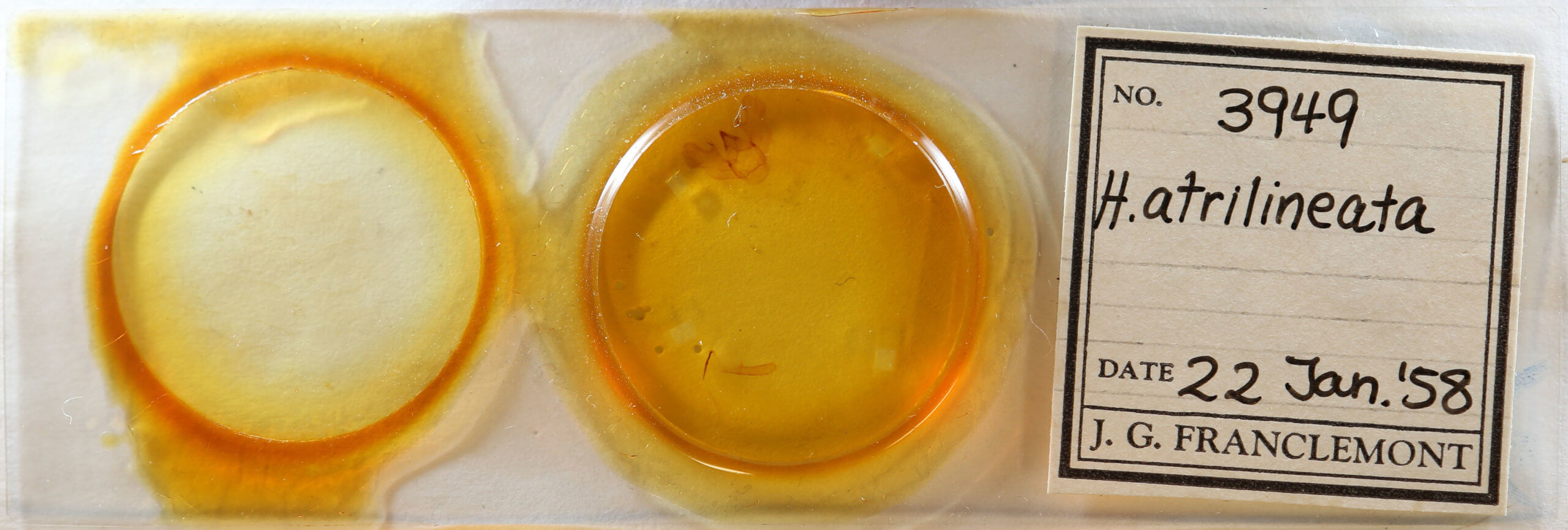 slide view of adult Phthonandria atrilineata