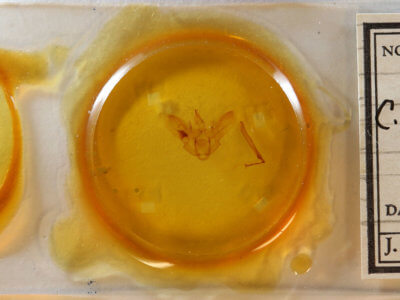 slide view of adult Ctenognophos grandinaria