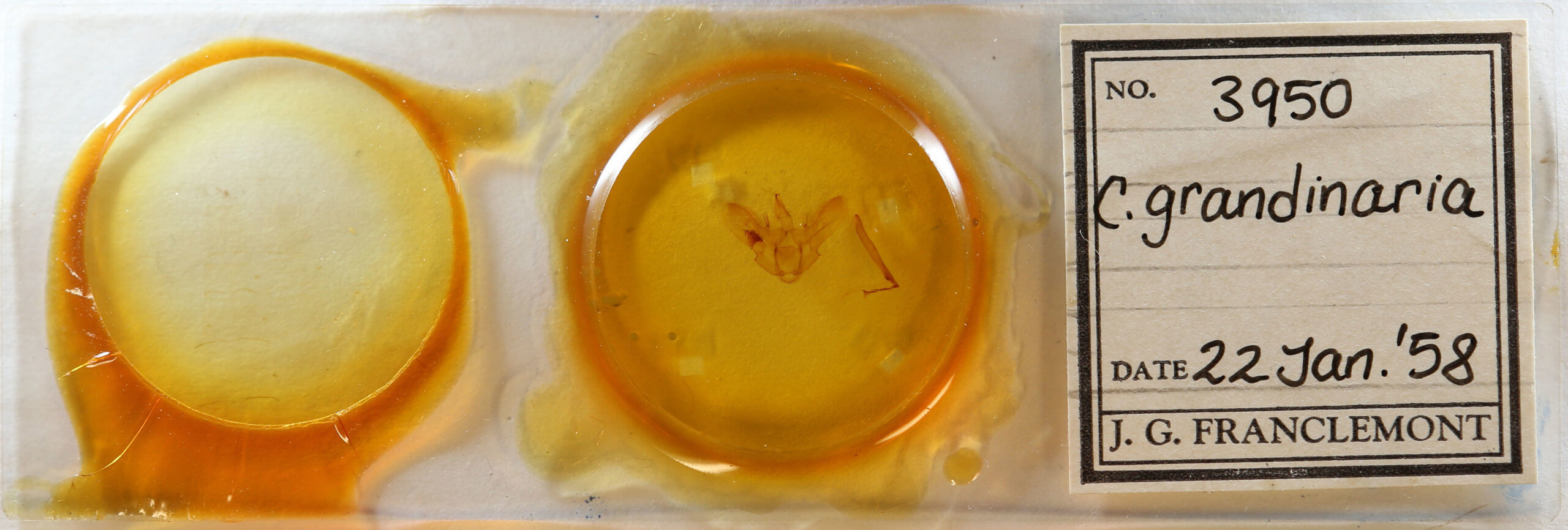 slide view of adult Ctenognophos grandinaria