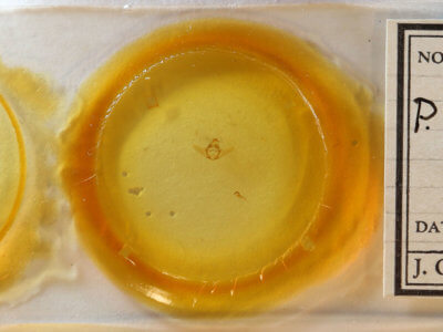 slide view of adult Perconia strigillaria