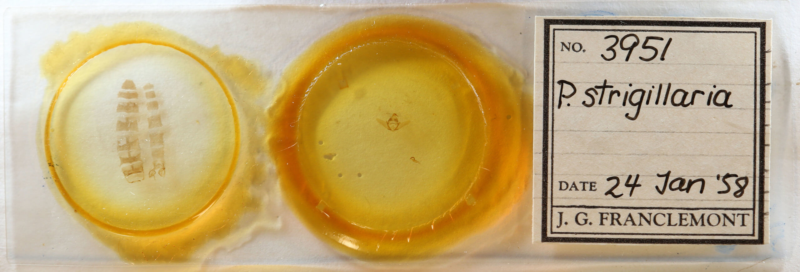 slide view of adult Perconia strigillaria