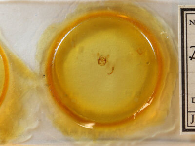 slide view of adult Dyscia fagaria