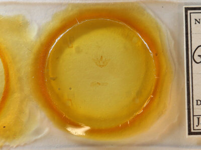 slide view of adult Gnophos obfuscata