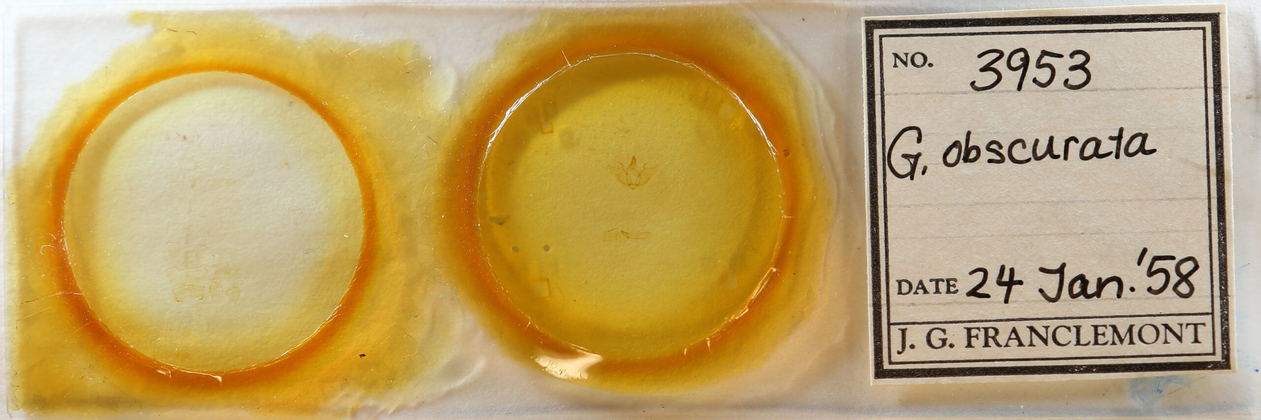 slide view of adult Gnophos obfuscata