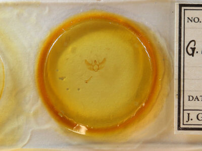 slide view of adult Gnophos obfuscata