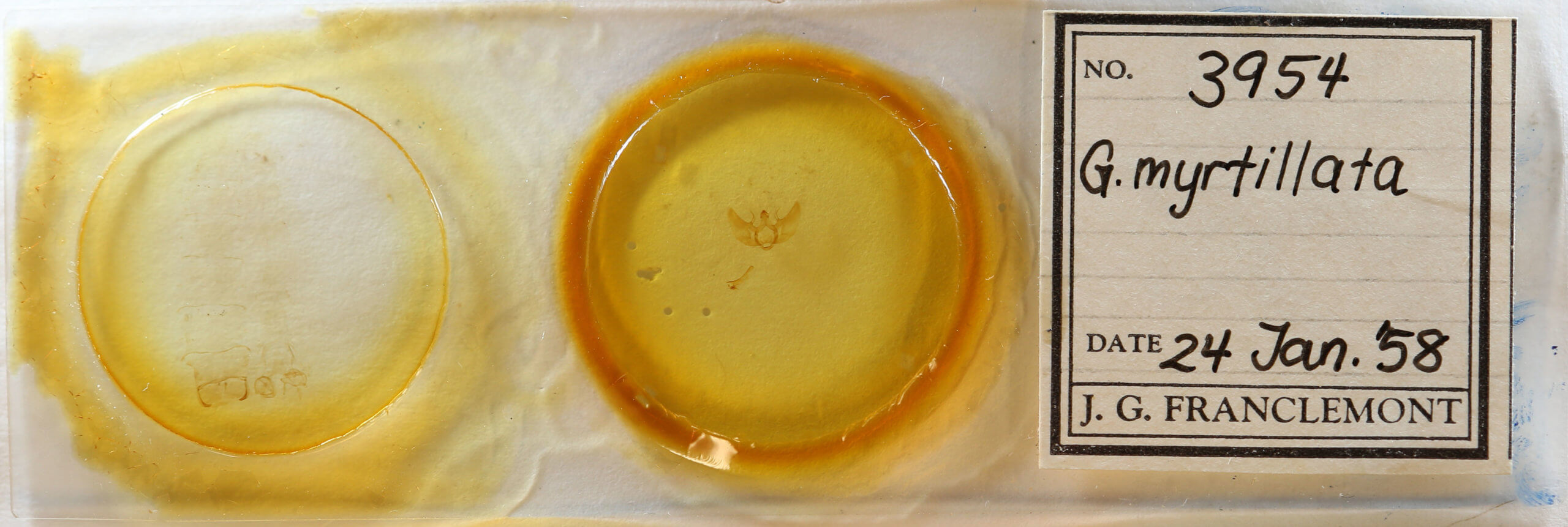 slide view of adult Gnophos obfuscata