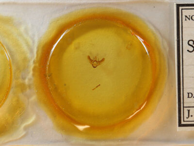 slide view of adult Siona lineata