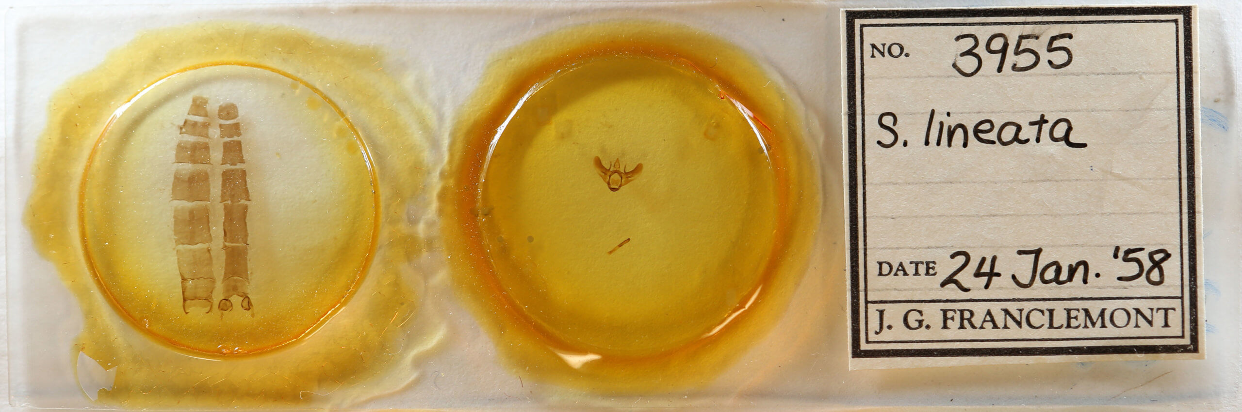 slide view of adult Siona lineata