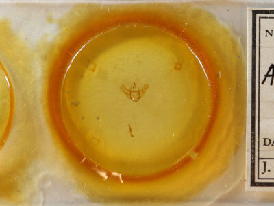 slide view of adult Aspitates gilvaria