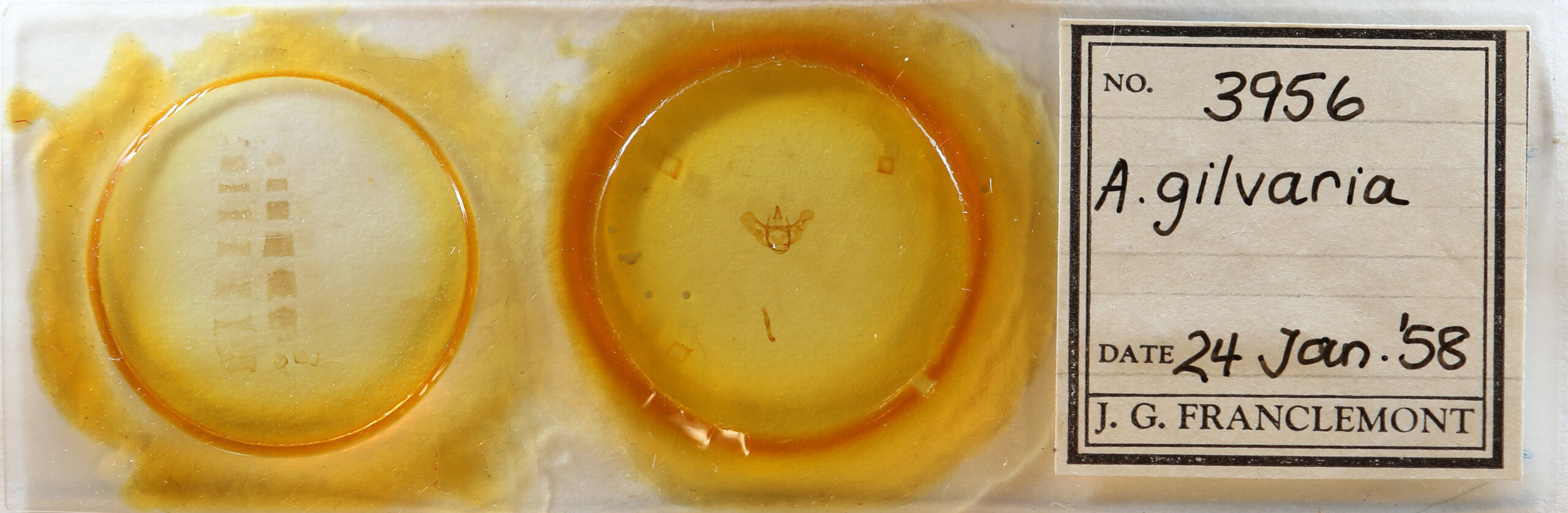 slide view of adult Aspitates gilvaria