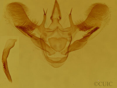 genitalia view of adult Aspitates ochrearia