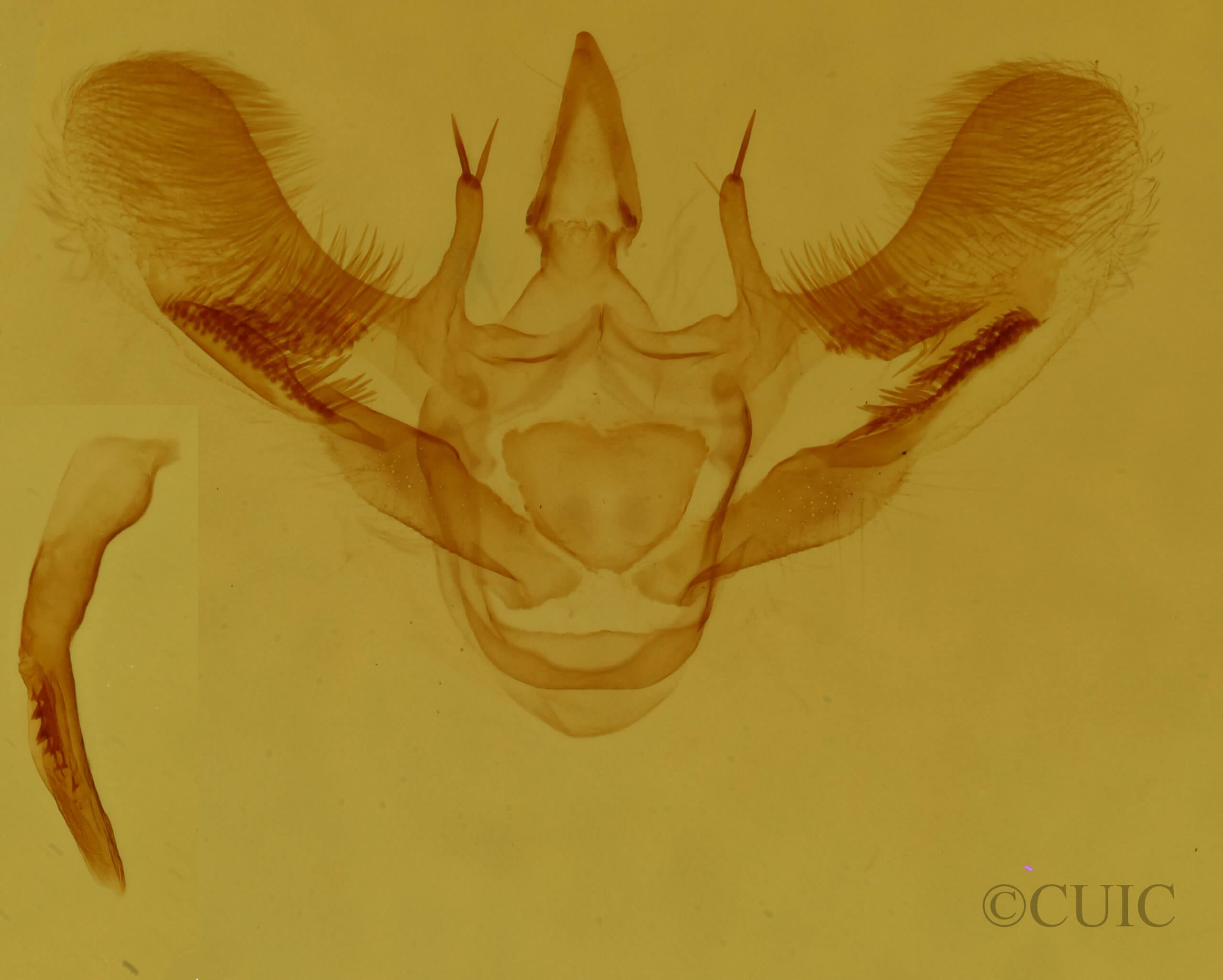 genitalia view of adult Aspitates ochrearia