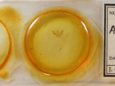 slide view of adult Aspitates ochrearia