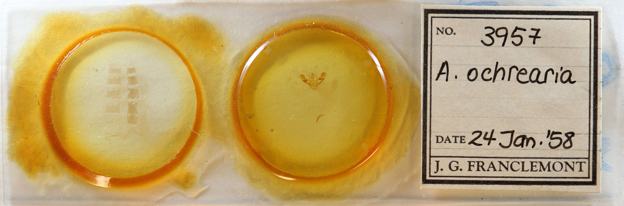 slide view of adult Aspitates ochrearia