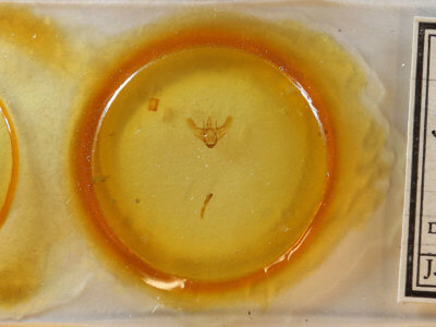 slide view of adult Siona lineata