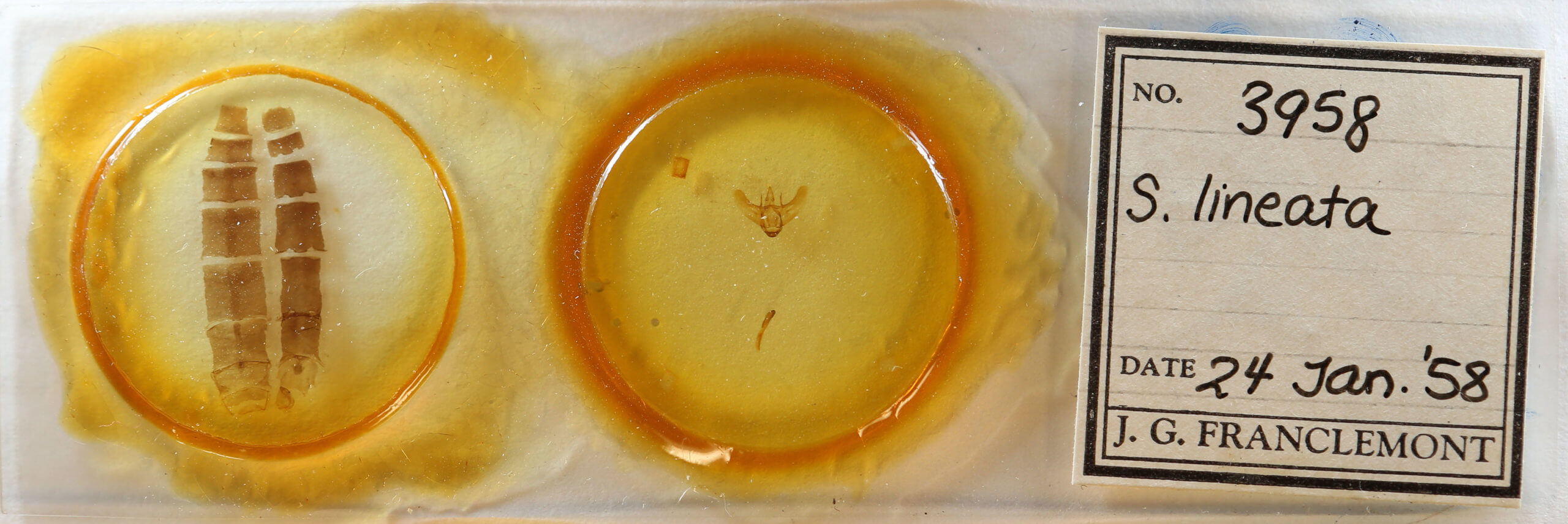 slide view of adult Siona lineata