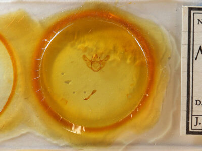 slide view of adult Megaspilates mundataria