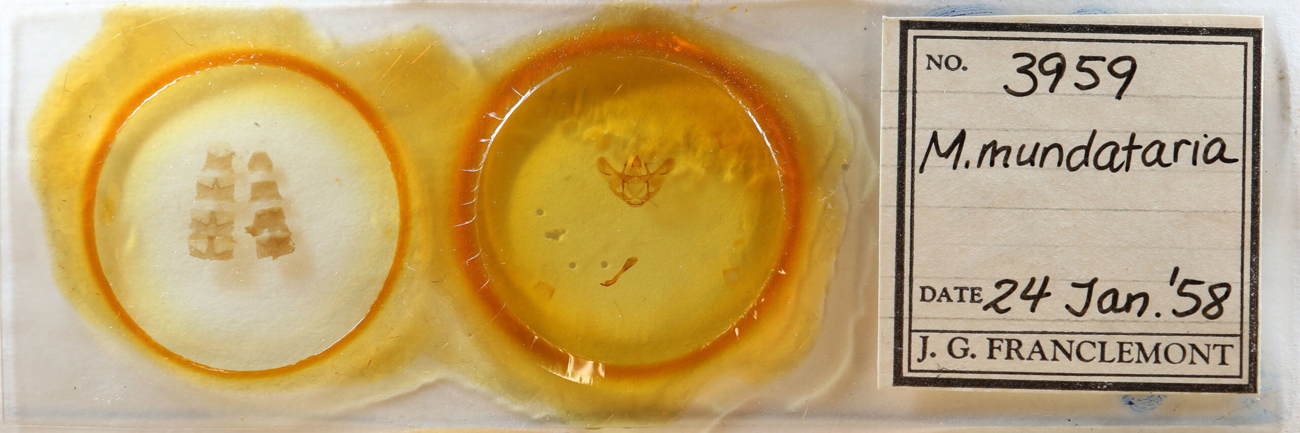 slide view of adult Megaspilates mundataria