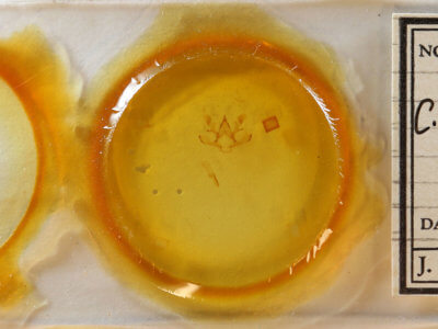 slide view of adult Chariaspilates formosaria