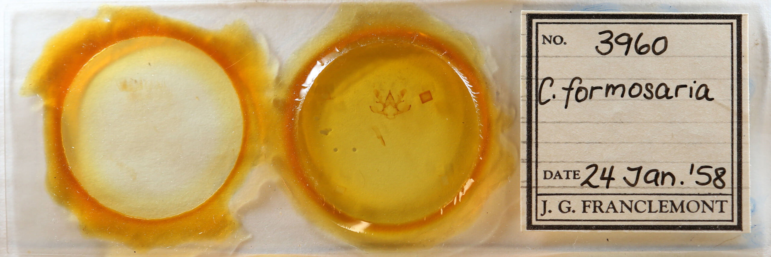 slide view of adult Chariaspilates formosaria