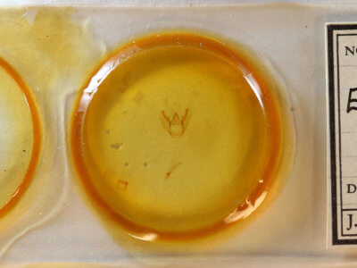 slide view of adult Euchlaena irraria