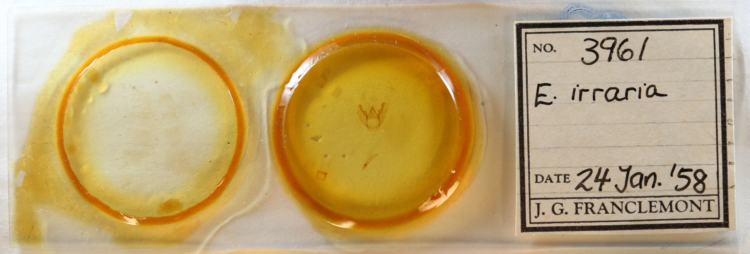 slide view of adult Euchlaena irraria