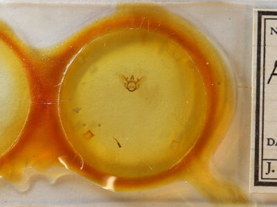 slide view of adult Aspitates aberratus