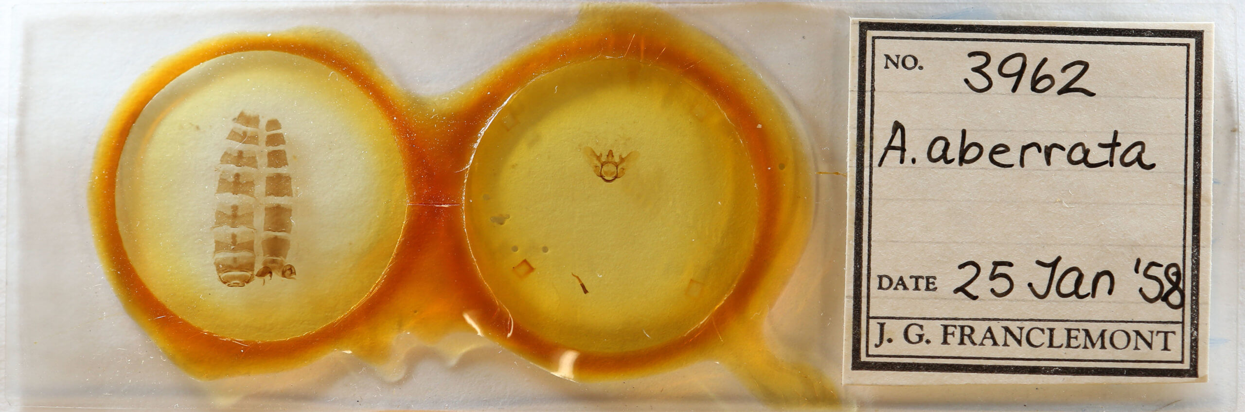 slide view of adult Aspitates aberratus