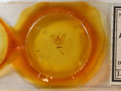 slide view of adult Lytrosis sinuosa