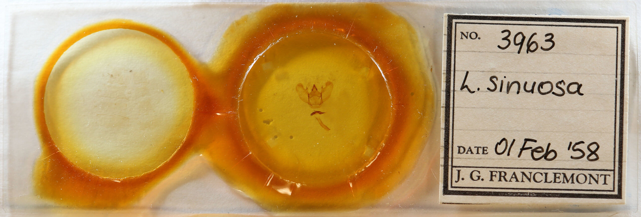 slide view of adult Lytrosis sinuosa