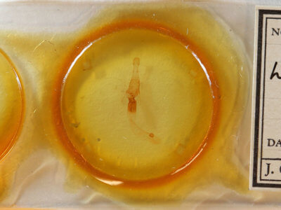 slide view of adult Lytrosis unitaria