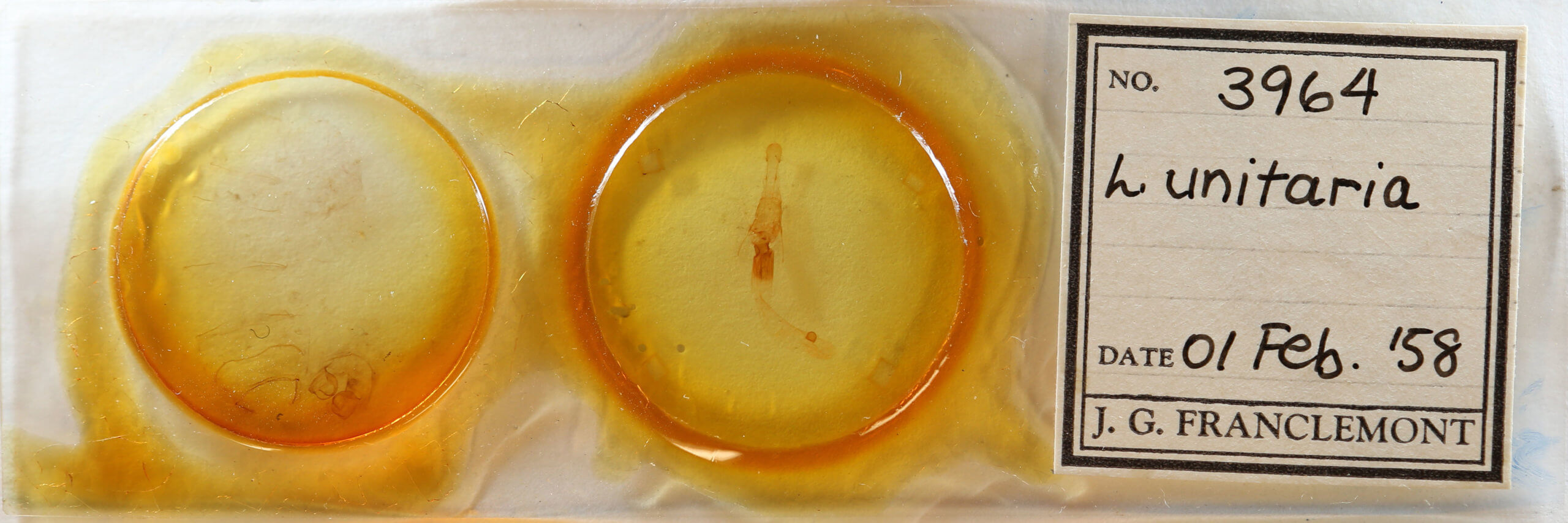 slide view of adult Lytrosis unitaria