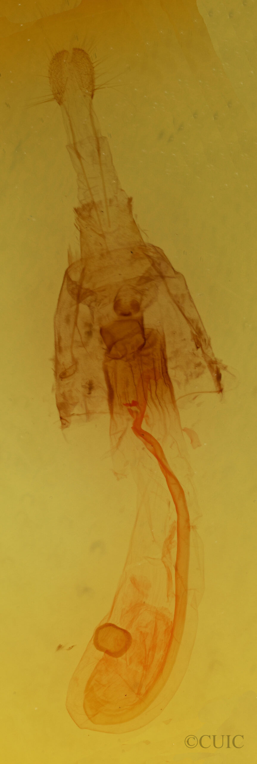 genitalia view of adult Lytrosis unitaria