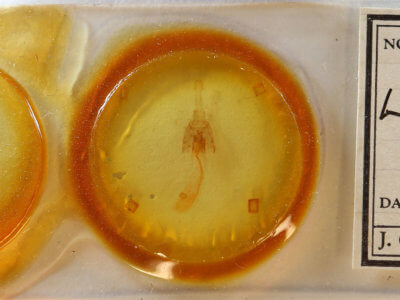 slide view of adult Lytrosis unitaria