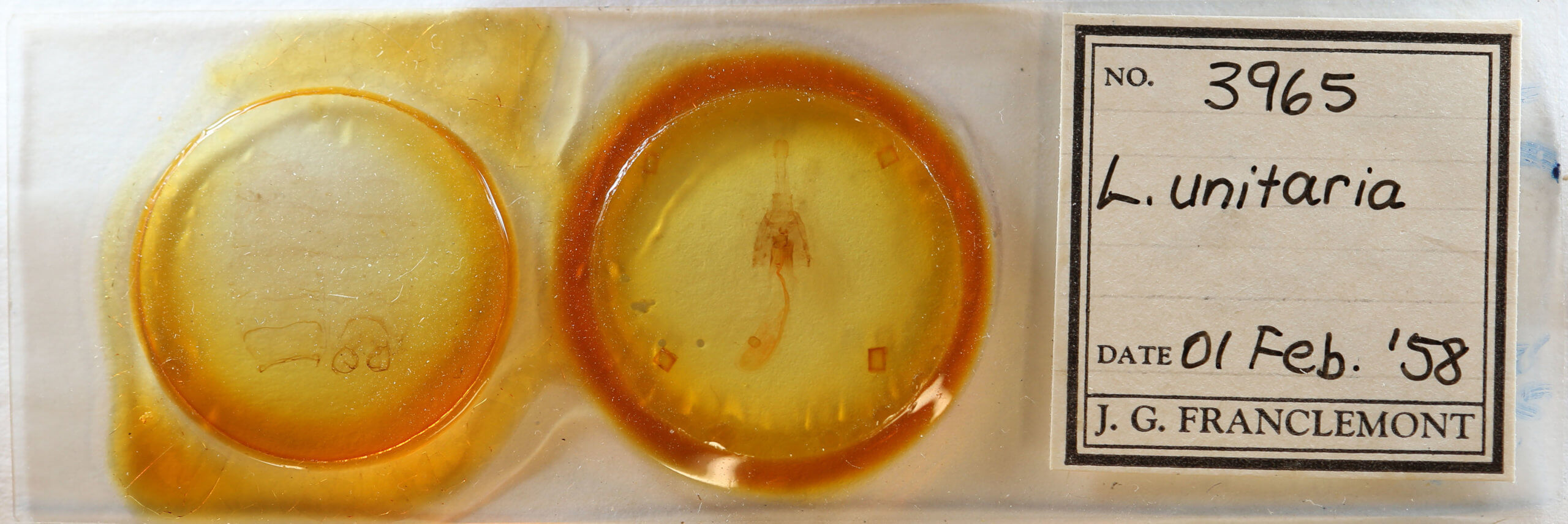 slide view of adult Lytrosis unitaria