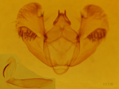 genitalia view of adult Euchlaena serrata