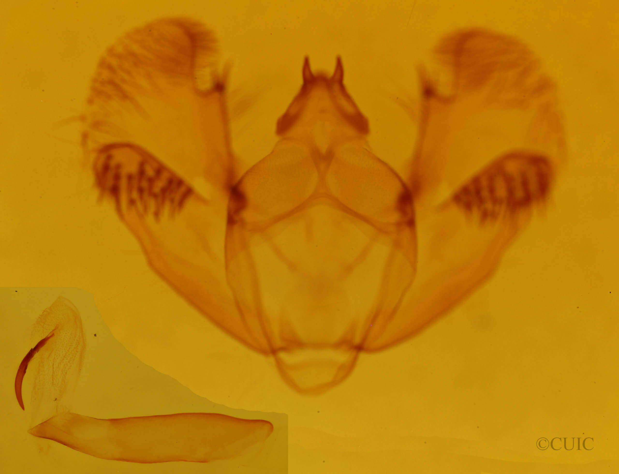 genitalia view of adult Euchlaena serrata