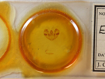 slide view of adult Euchlaena serrata