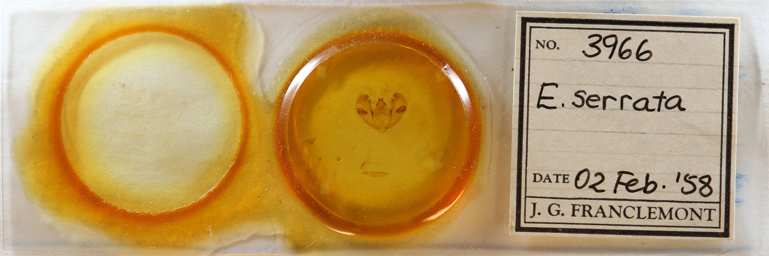 slide view of adult Euchlaena serrata