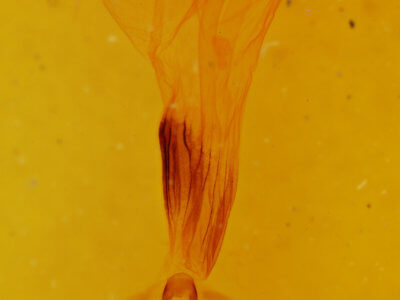 genitalia view of adult Euchlaena serrata