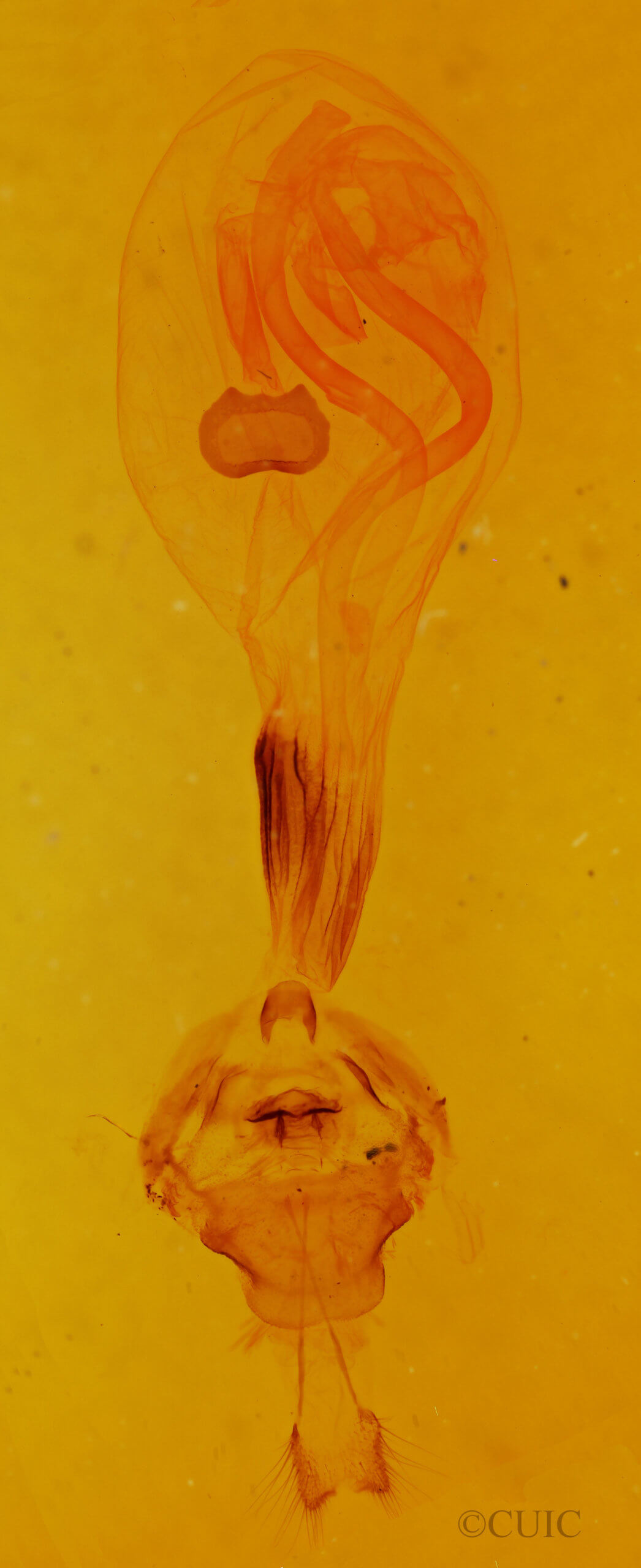 genitalia view of adult Euchlaena serrata