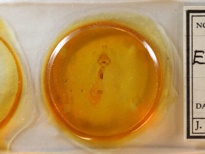 slide view of adult Euchlaena serrata