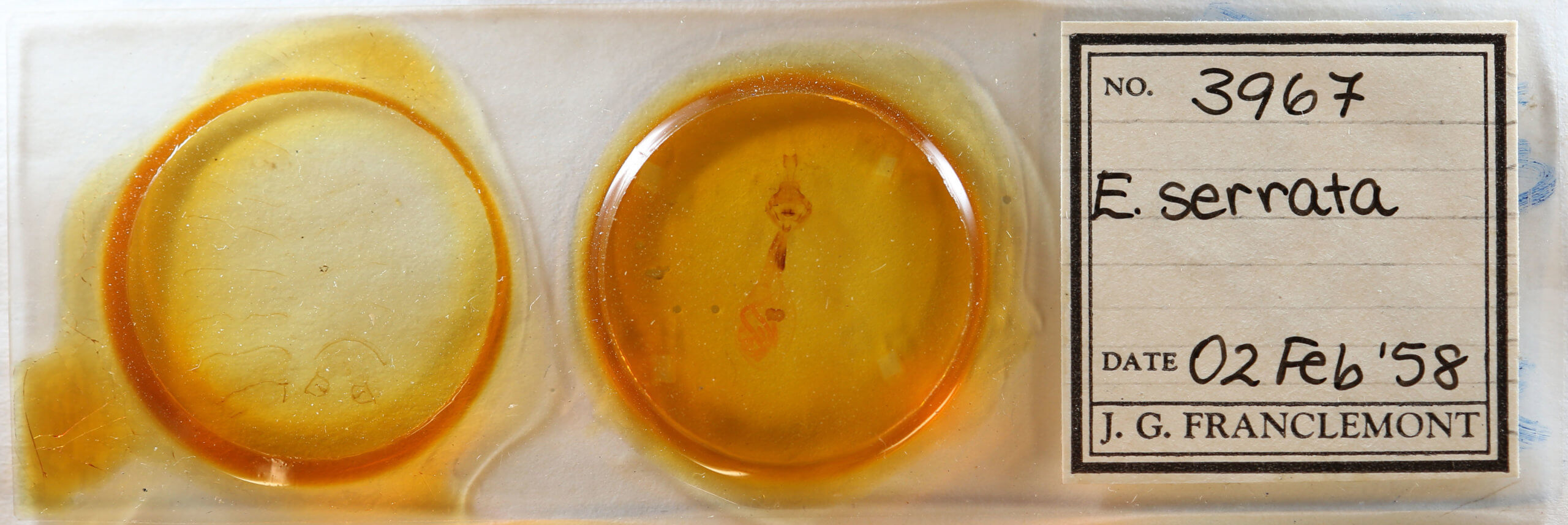 slide view of adult Euchlaena serrata