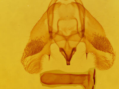 genitalia view of adult Euchlaena muzaria