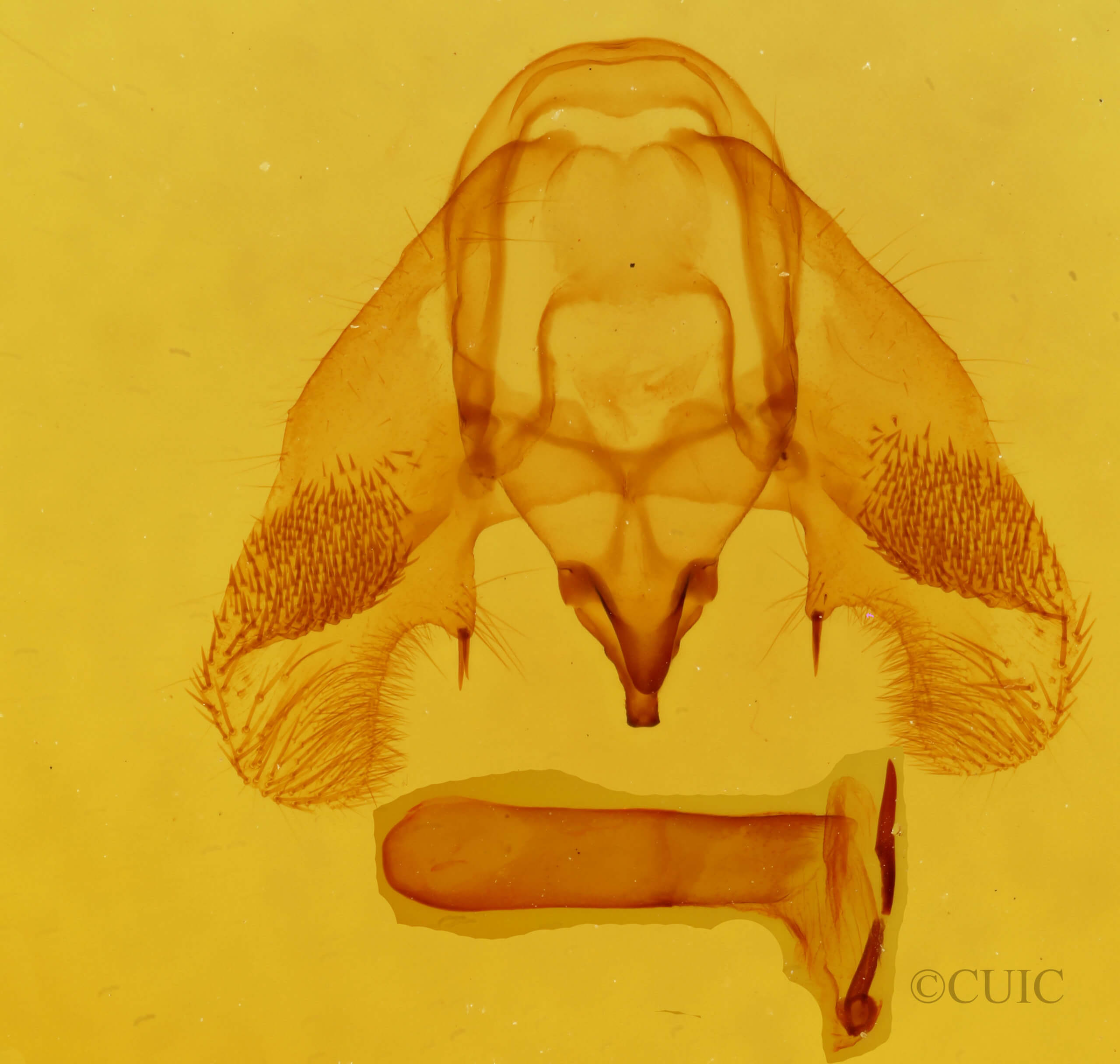 genitalia view of adult Euchlaena muzaria