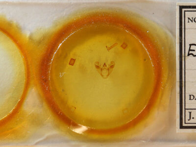 slide view of adult Euchlaena muzaria