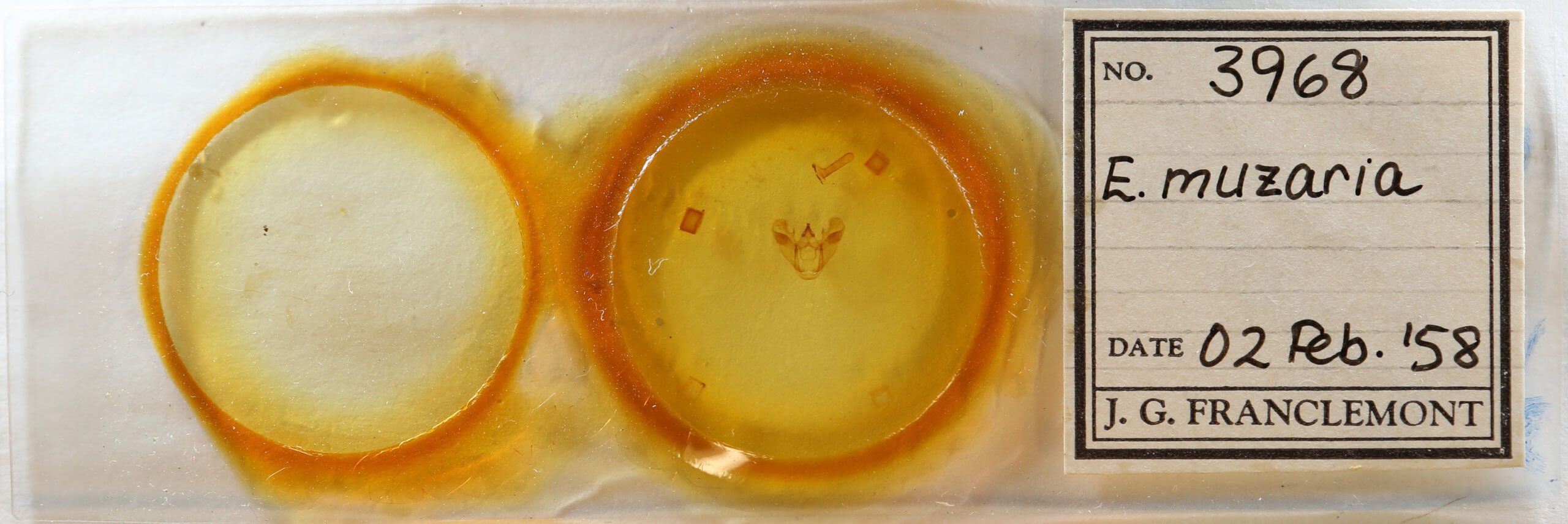 slide view of adult Euchlaena muzaria