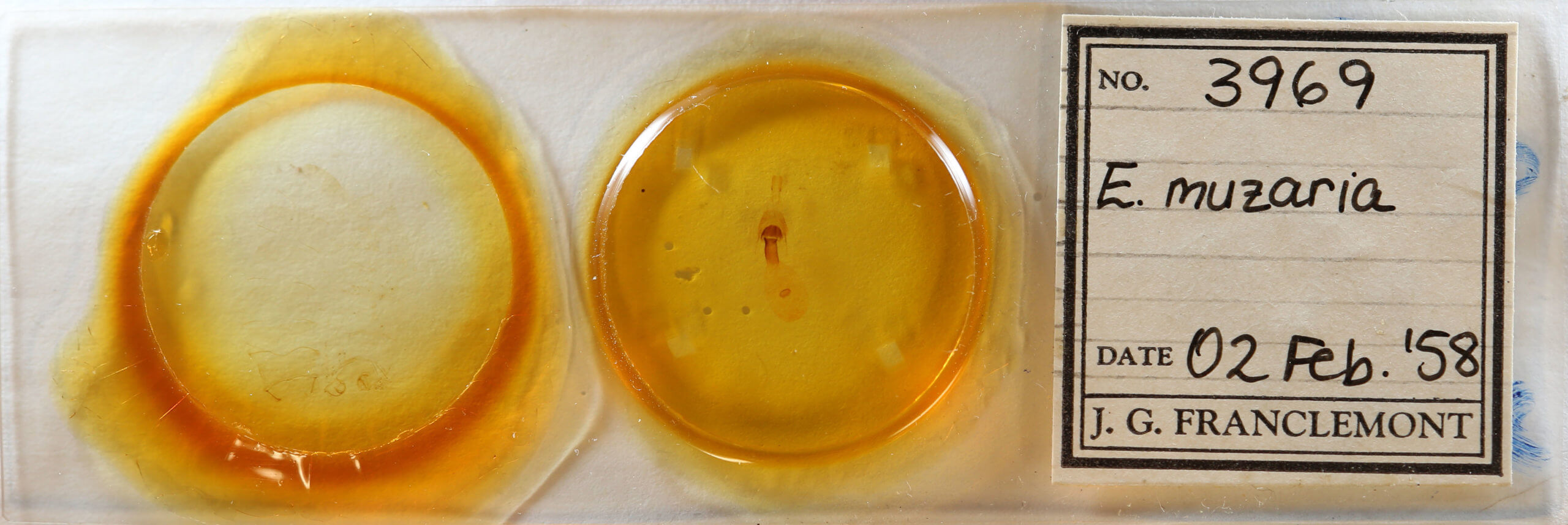 slide view of adult Euchlaena muzaria