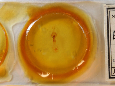 slide view of adult Euchlaena obtusaria